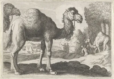 Kamelen
