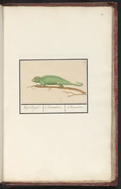 Kameleon (Chamaeleonidae)