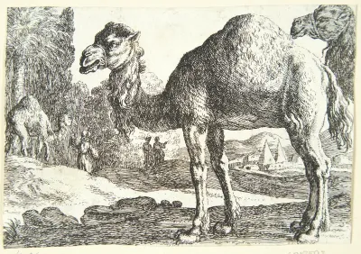 Kameler