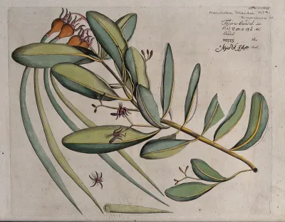 Kandel or Mangrove plant (Kandelia candel (L.) Druce): branch with flowers and fruit and separate flower and sectioned fruit