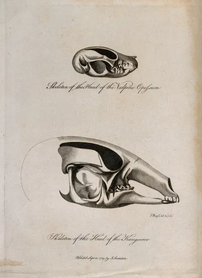 Kangaroo and vulpine opossum skulls: side views