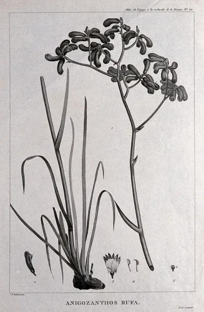 Kangaroo paw (Anigozanthos rufa): flowering stem in 2 sections with floral segments