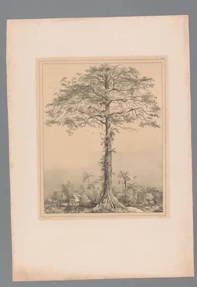 Kankantri boom