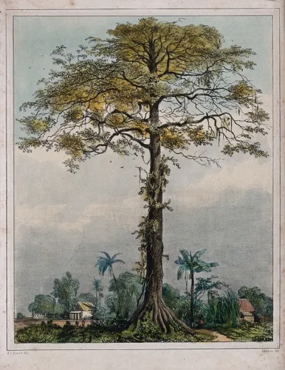 Kapok or silk cotton tree (Ceiba pentandra) growing by a village in Surinam