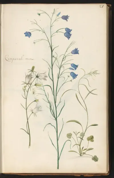 Karpatenklokje (Campanula carpatica 'Alba'), grasklokje (Campanula rotundifolia) en ondergroei