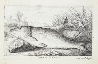 Karpen (Cyprinus)