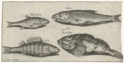 Karper, elrits, meerval en een baars