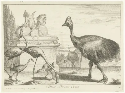 Kasuarissen, purperkoet en flamingo's