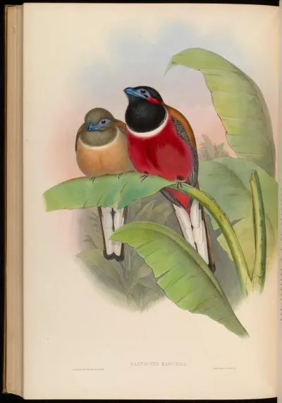 Kasumba Trogon