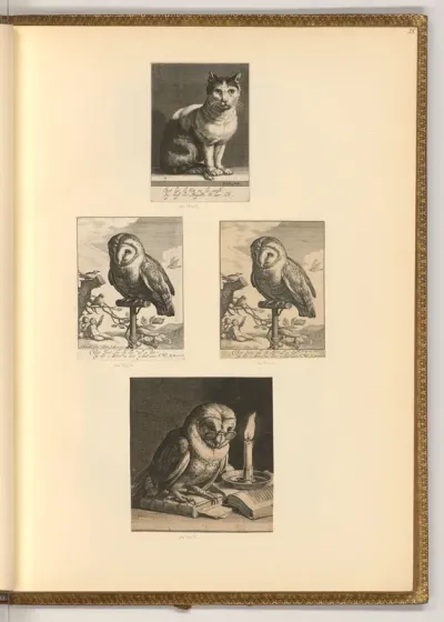 Katze; Eulen
