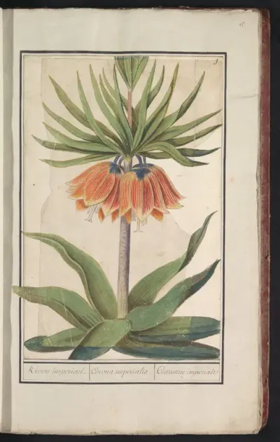 Keizerskroon (Fritillaria imperialis)