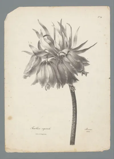 Keizerskroonbloem