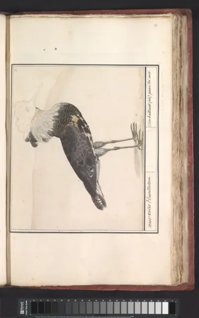 Kemphaan (Philomachus pugnax)
