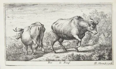Køer