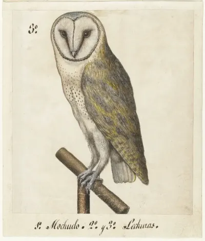 Kerkuil