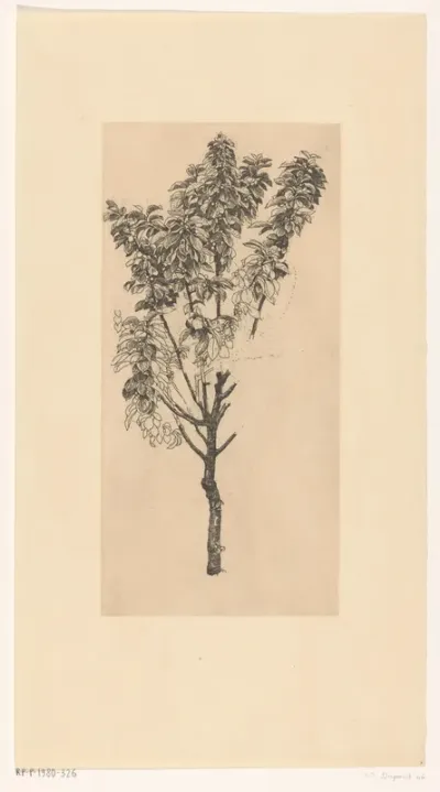 Kersenboom