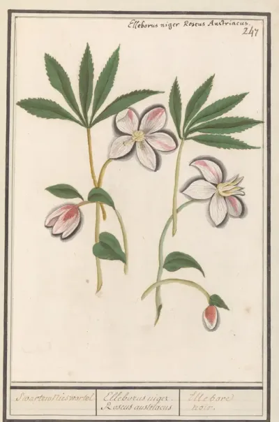 Kerstroos (Helleborus niger)