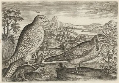 Kestrel and Great Spotted Woodpecker