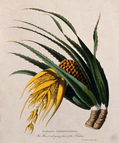 Ketaki (Pandanus tectorius Sol