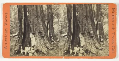 Key Stone State, No. 18 from the series "American Views, Mammoth Trees, California"