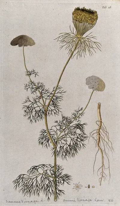 Khella (Ammi visnaga (L.) Lam.): flowering and fruiting stem with separate root, flower and fruit
