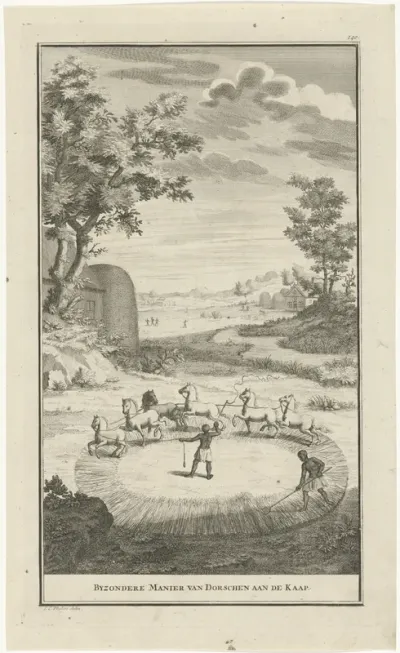 Khoekhoe aan het dorsen