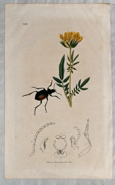 Kidney-vetch plant (Anthyllis vulneraria) with an associated beetle and its anatomical segments