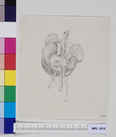 Kidneys