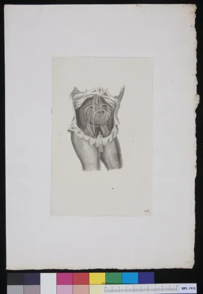 Kidneys in abdomen