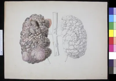 Kidneys