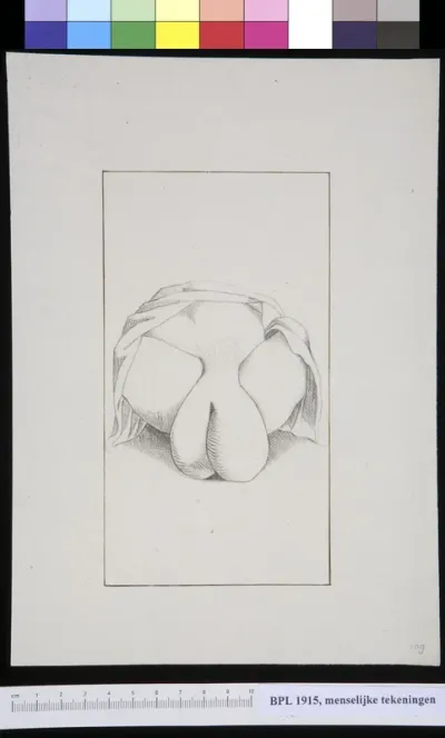 KidneyScrotum