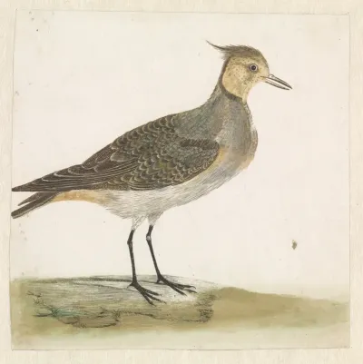 Kievit