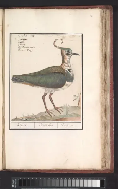 Kievit (Vanellus vanellus)