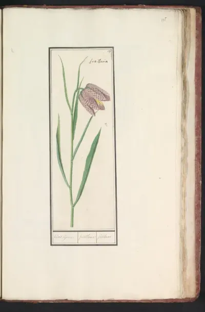 Kievitsbloem (Fritillaria meleagris