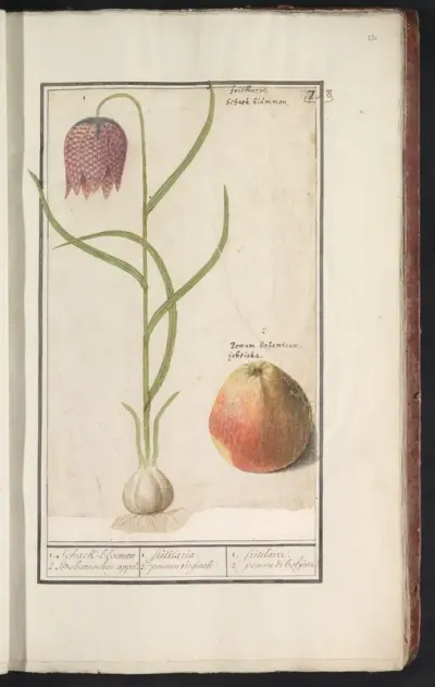 Kievitsbloem (Fritillaria meleagris) en een appel