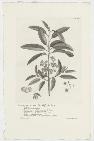 Kiggelaria africana