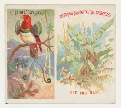King Bird of Paradise, from Birds of the Tropics series (N38) for Allen & Ginter Cigarettes