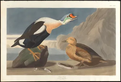 King Duck