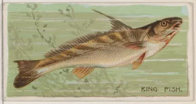 King Fish, from the series Fishers and Fish (N74) for Duke brand cigarettes