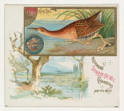 King Rail, from the Game Birds series (N40) for Allen & Ginter Cigarettes