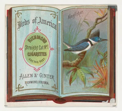 Kingfisher, from the Birds of America series (N37) for Allen & Ginter Cigarettes