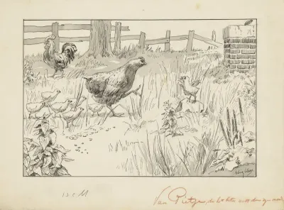Kip en kuikens in een omheind veld