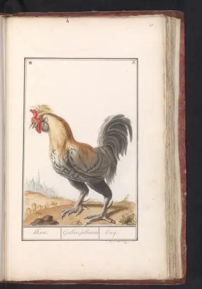 Kip (Gallus gallus domesticus)