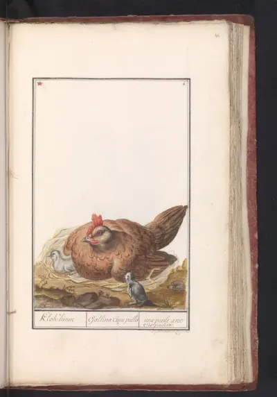 Kip (Gallus gallus domesticus) met kuikens