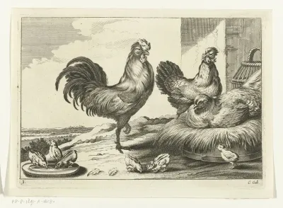 Kip, hanen en kuikens