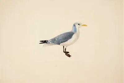 Kittiwake