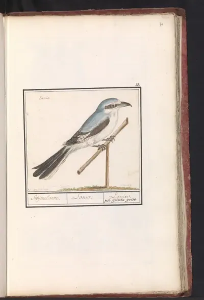 Klapekster (Lanius excubitor)