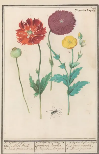 Klaproos of papaver (Papaver)