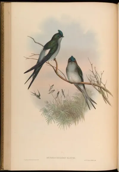 Klecho Tree-Swift