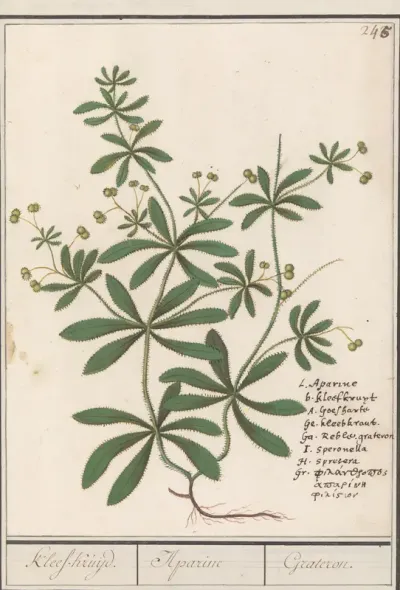 Kleefkruid (Galium aparine)